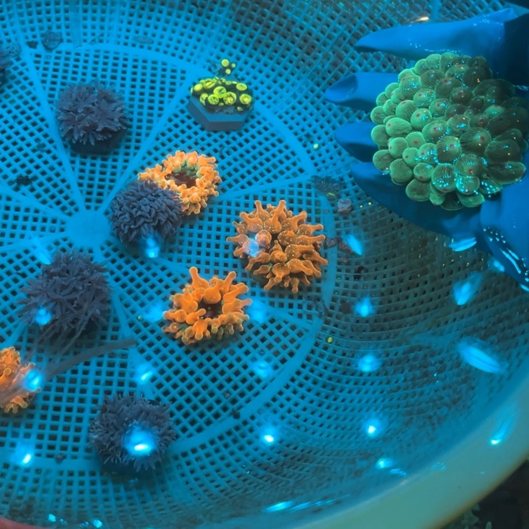 两***干奶嘴海葵红奶➕绿奶