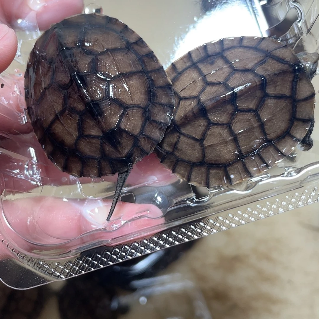 宠物龟不分公母2石