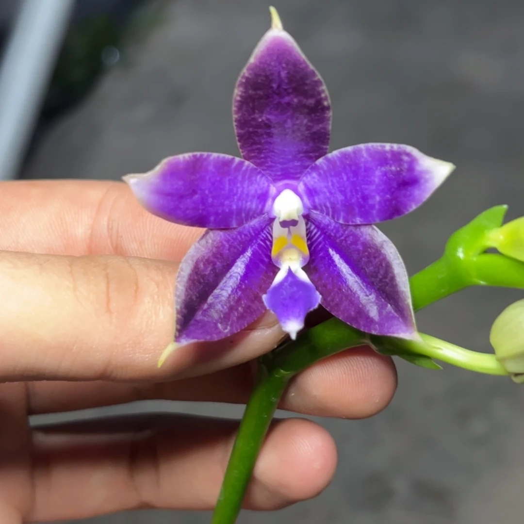 完全开放l363三寸柳林3620