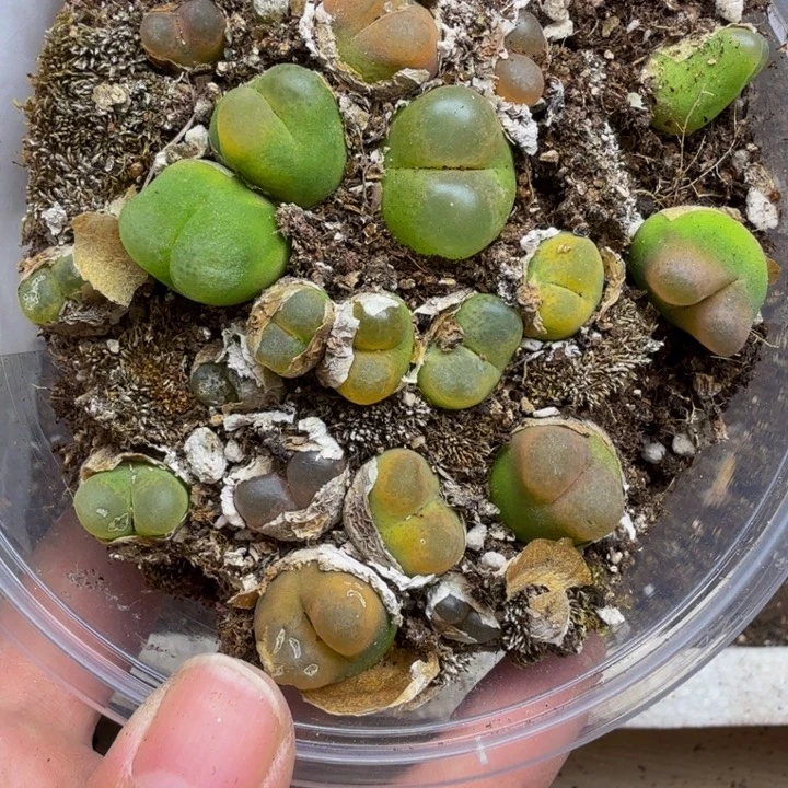 F***i多肉植物的生长发育1