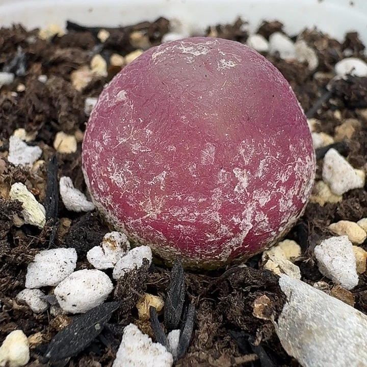 老马生石花2.1灯泡1459