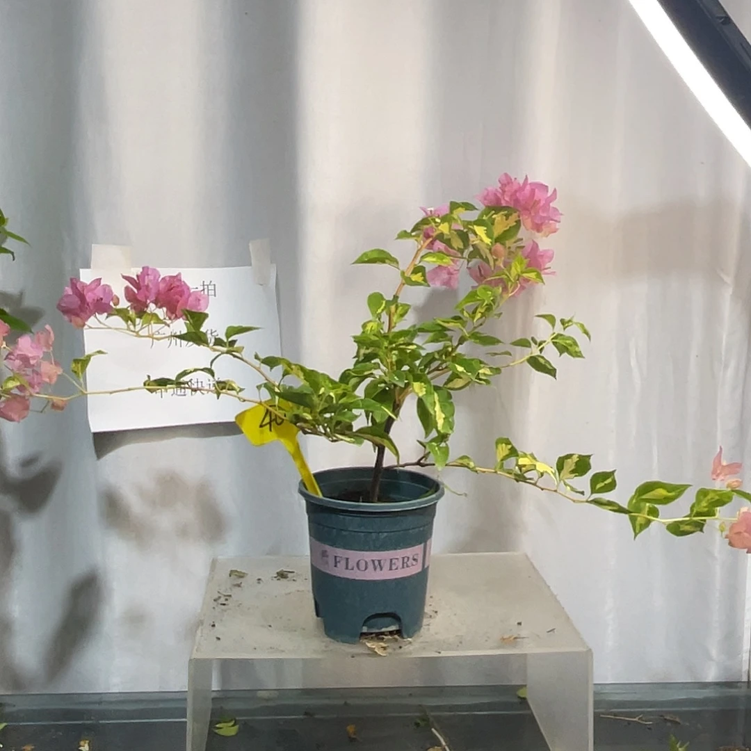 当前无花栽培后可以开花40金心橙白牙签苗