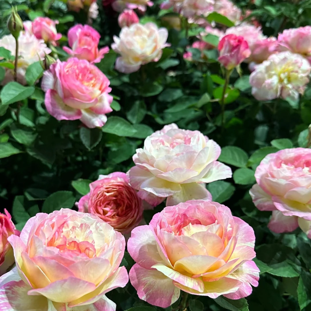 【马克夏加尔】1加仑独颗露天大花浓香型阳台庭院栽植花卉