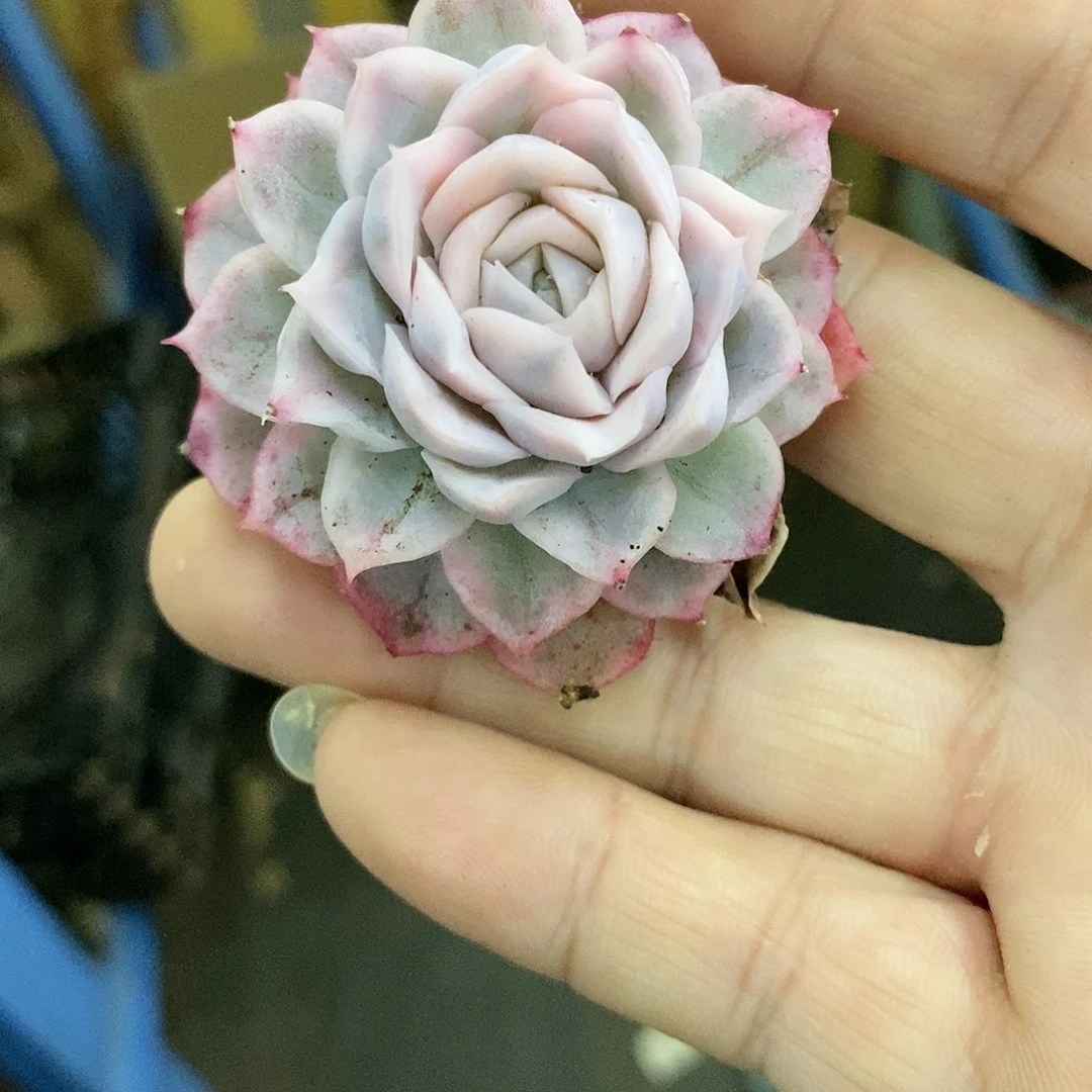 648粉雪球锦多肉植物哇啦塞