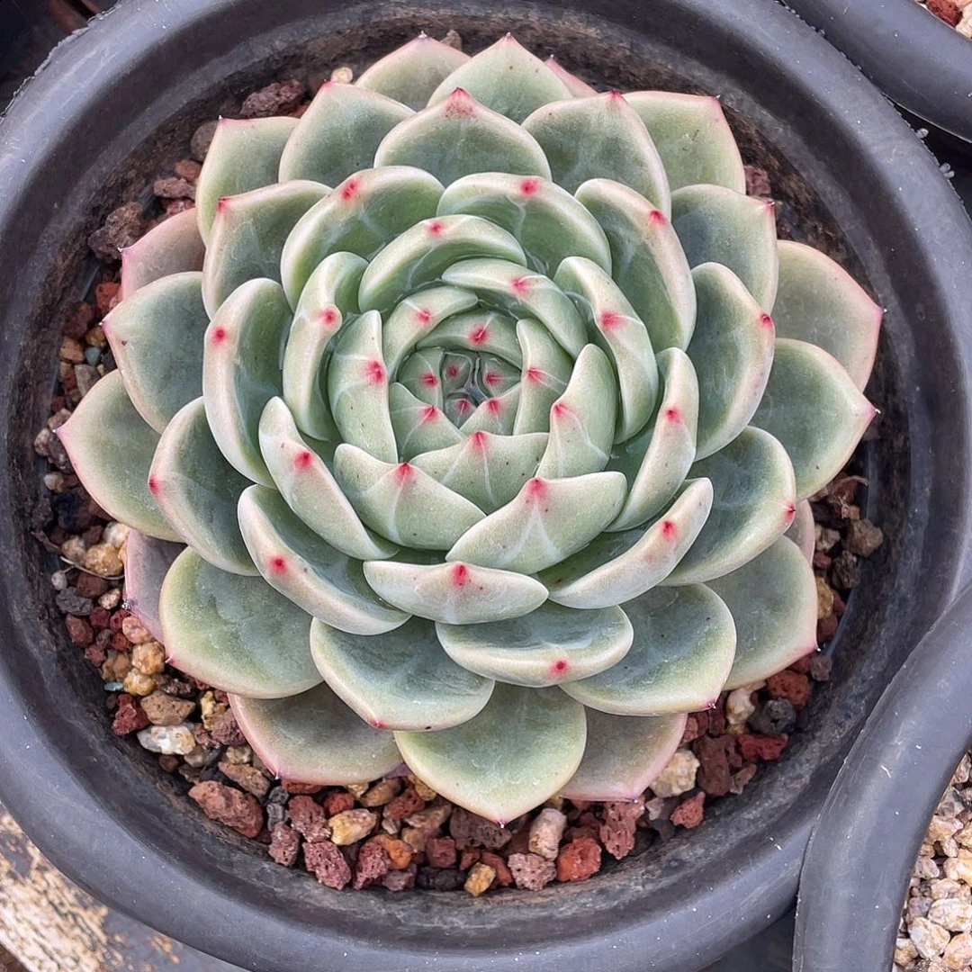 多肉植物一物一拍