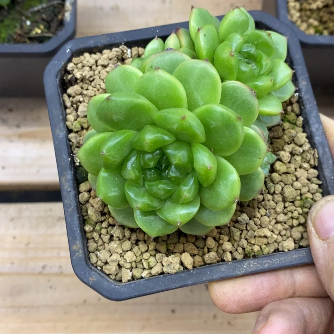 精品多肉一物一拍不包整292