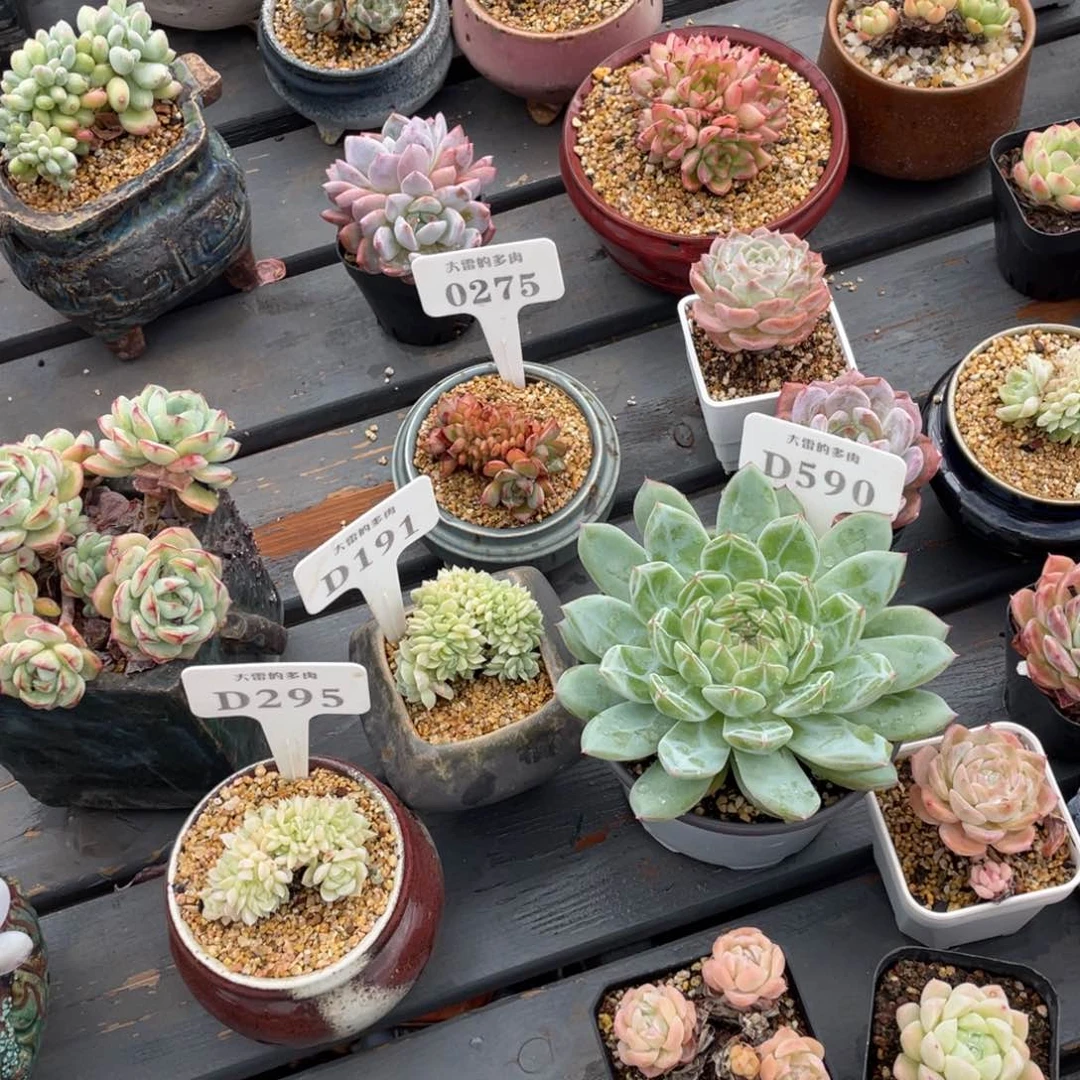 N****W2951915900275四颗花