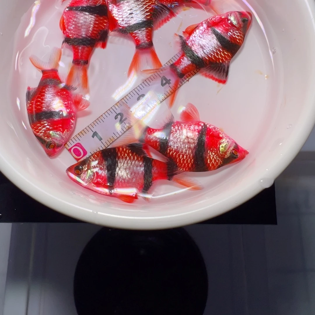 虎皮鱼松*红色印尼拍3送4备损共7条