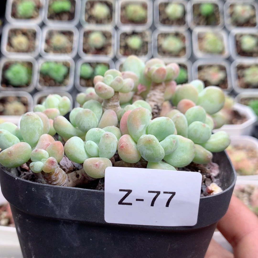 瓜***瓜无花朵Z77月英语英语英语