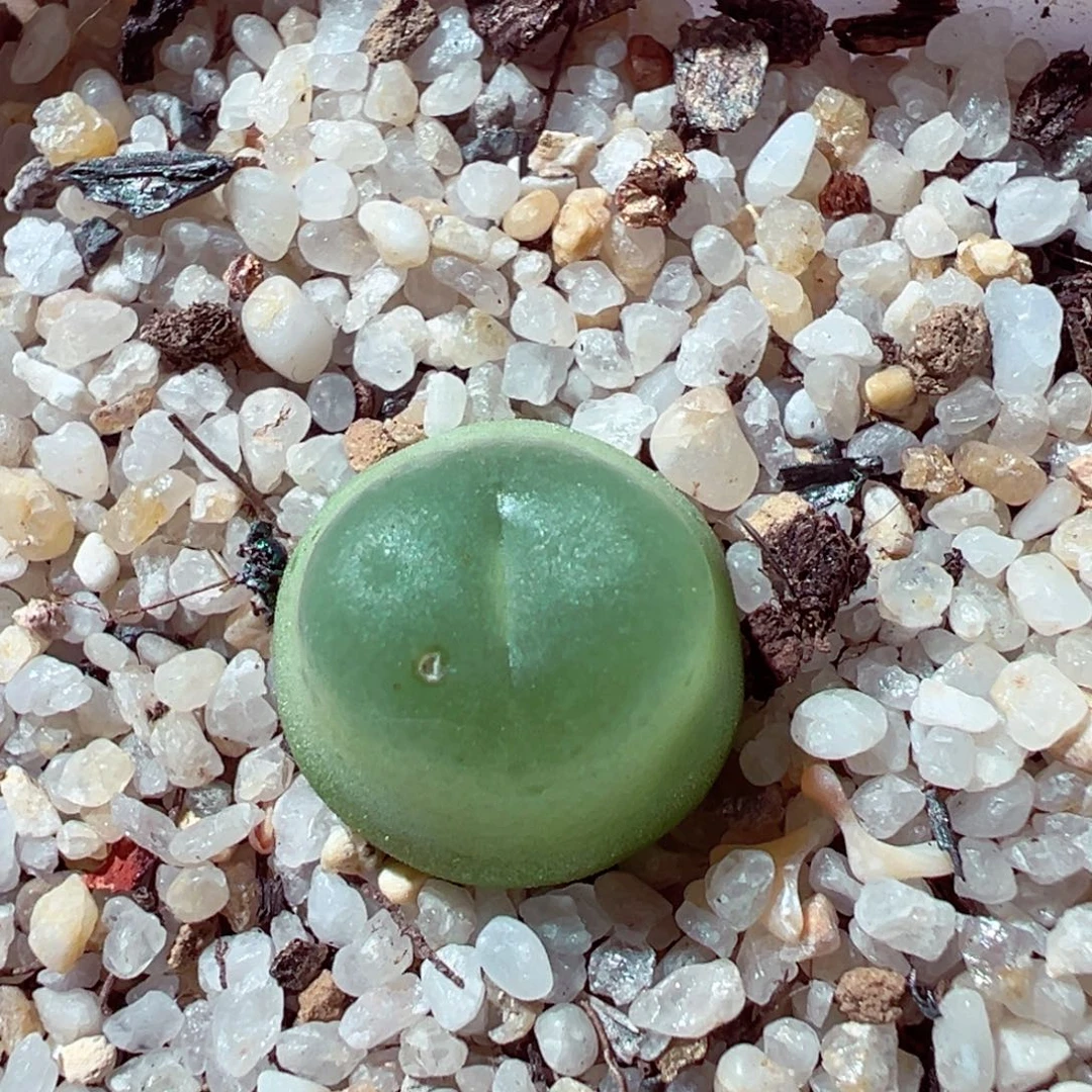 1022-600多肉多日拉登