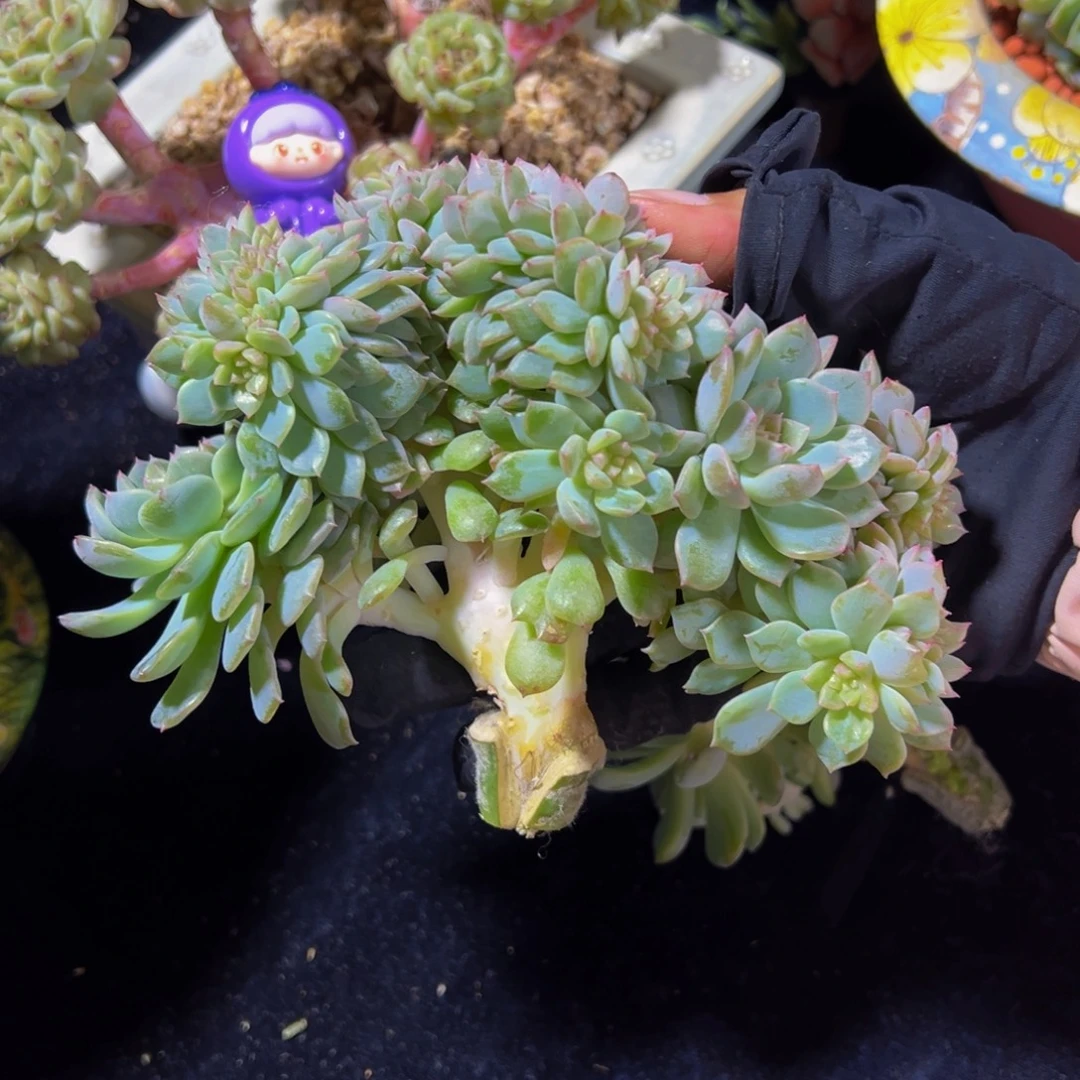 珍妮朵朵缀小树天天开心