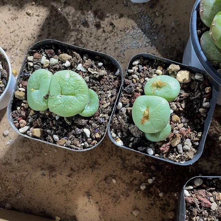 大饼5.8带盆土发货