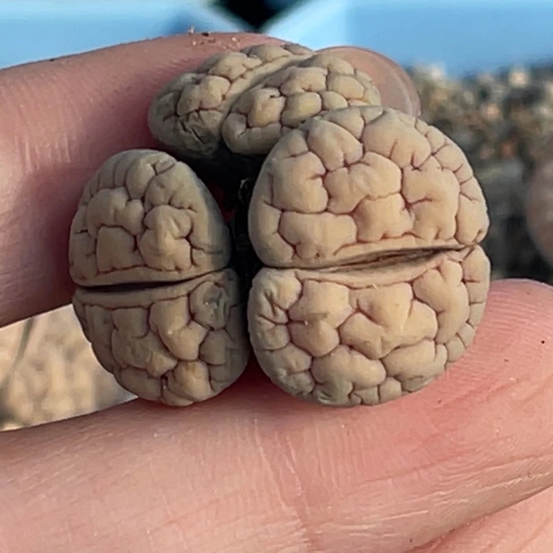 3390三头红纹凹凸189群一颗