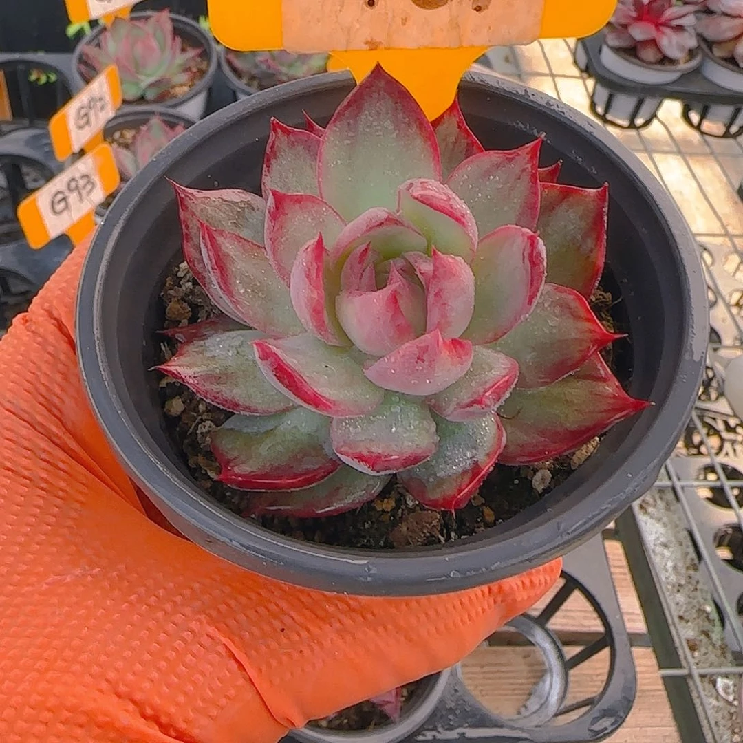 荷****?G67 惊鸿仙子多肉