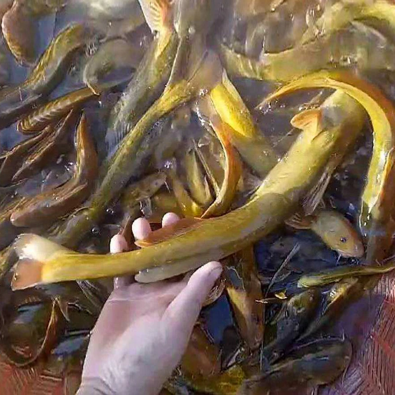 牛尾巴小鱼四川发货淡水养殖食用观赏均可