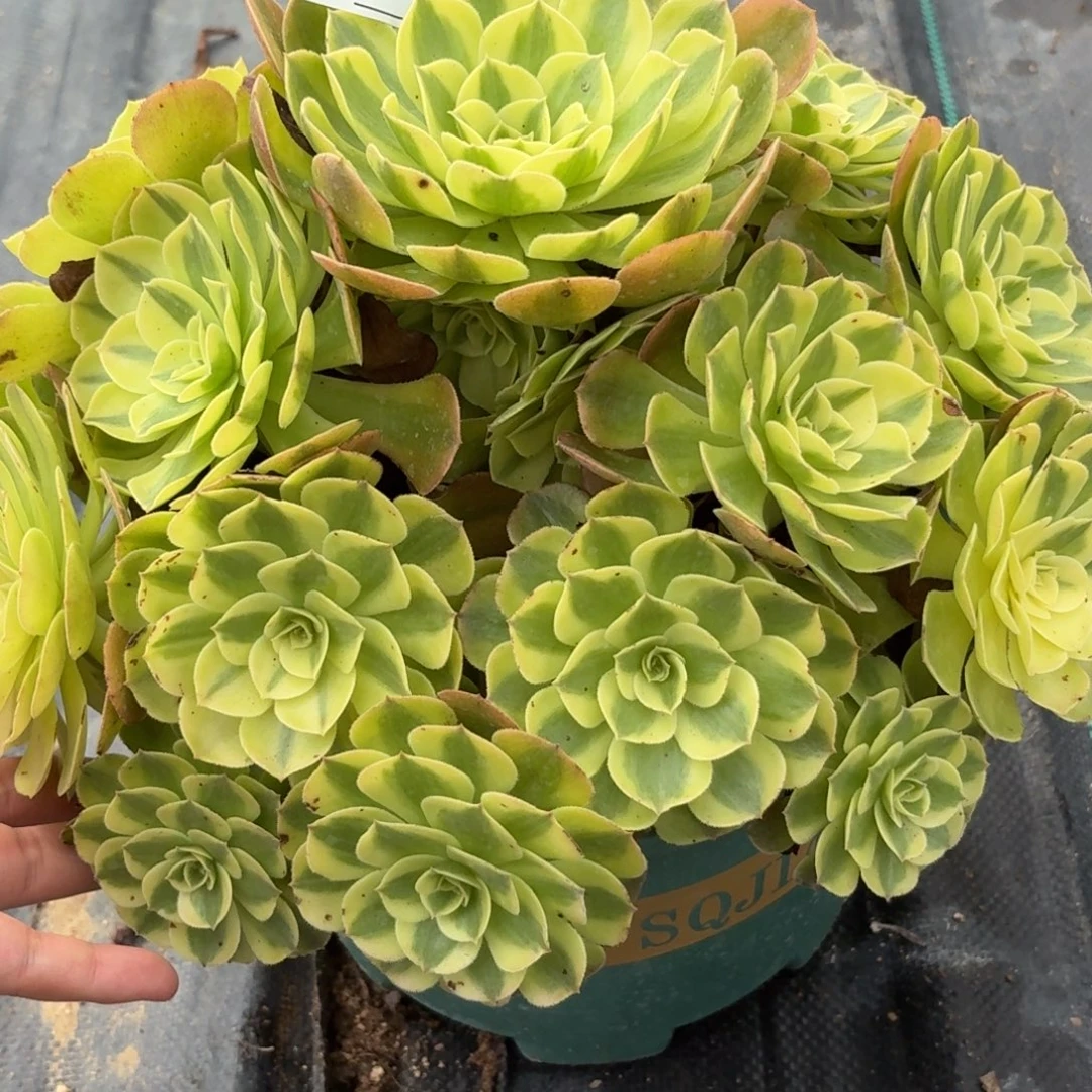 096雨河多肉植物发货