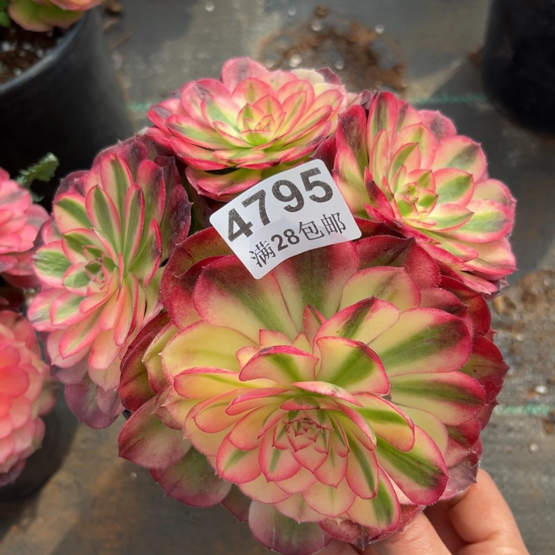 多肉植物4795荔枝