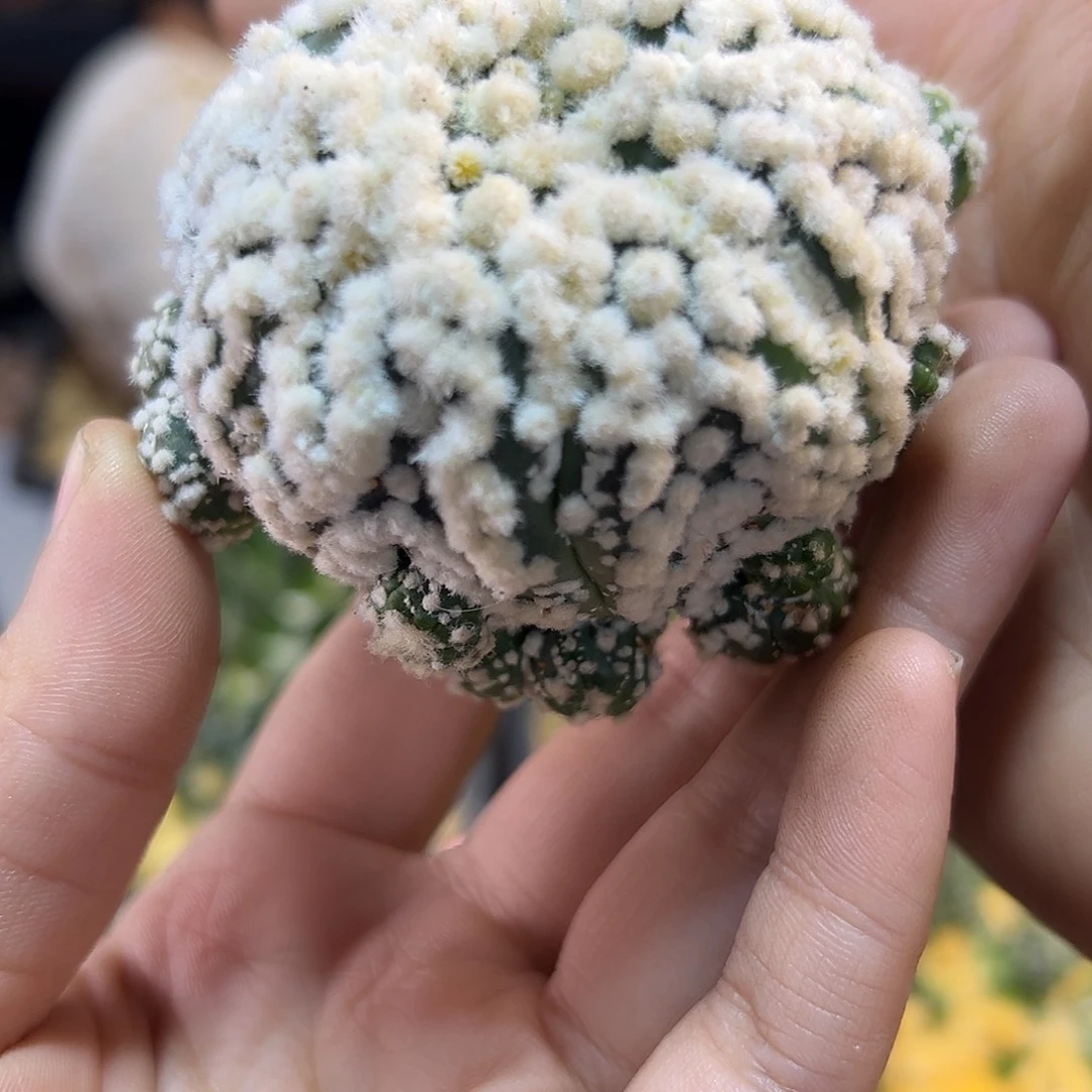 晚40号花园兜无根平切小木心6.7公分侧芽不包掉