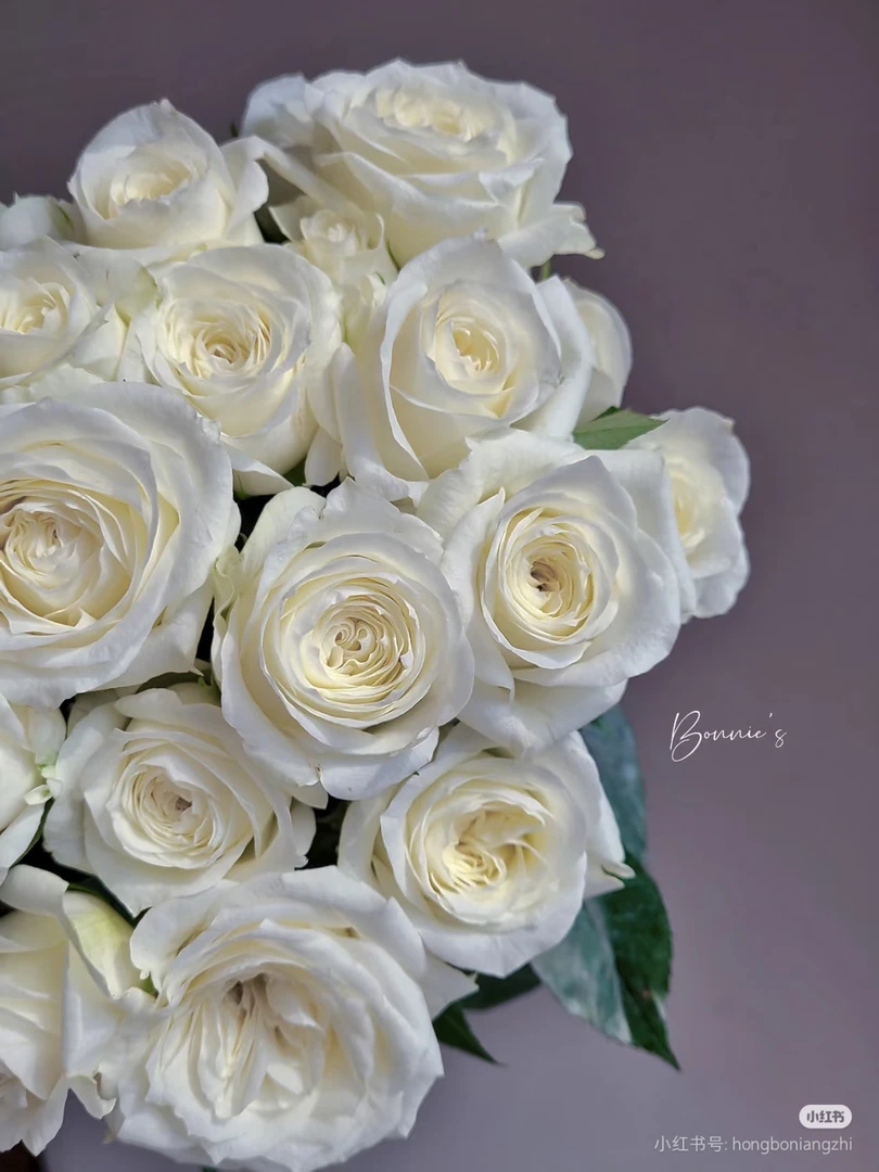 白精灵两单包邮一单或低温不拍保温冻坏不售后