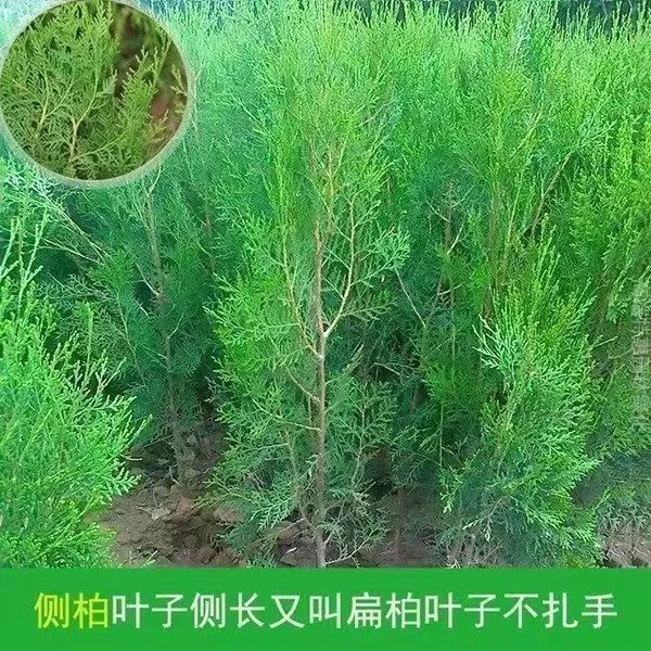 侧柏树苗 扁柏苗，洒金柏，庭院绿化苗植物侧柏小苗杯苗