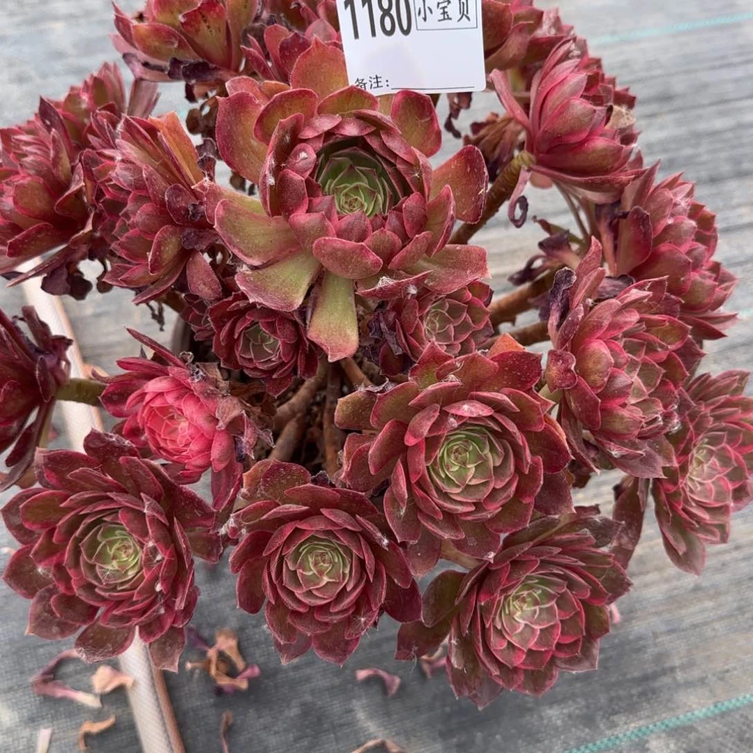 马****n1180多肉莲花座多肉