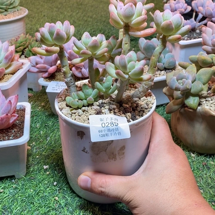0289啊啊啊啊啊啊啊啊啊啊啊
