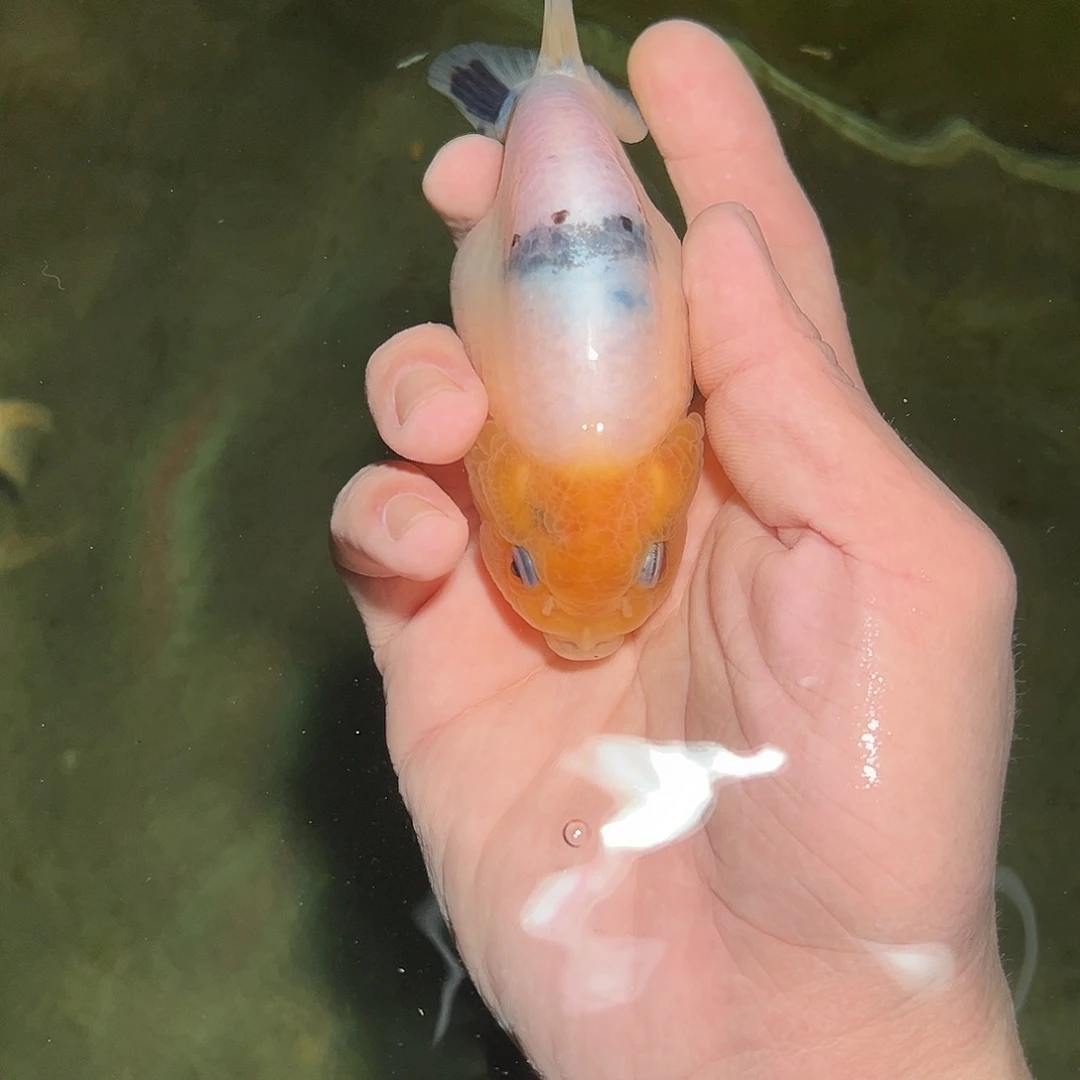 狭***胜海水兰寿金鱼活体链接
