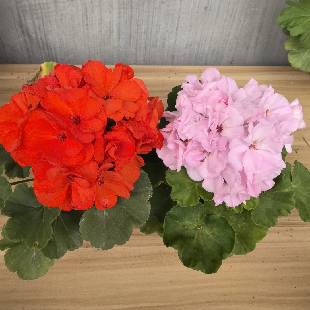 【橙色浪漫(直立)+劳拉宝石(直立)】2颗天竺葵组合(一代苗)包对版