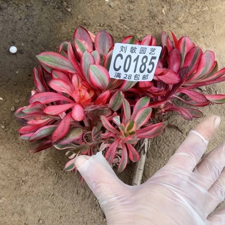 无毒锦砍头法师法师0185