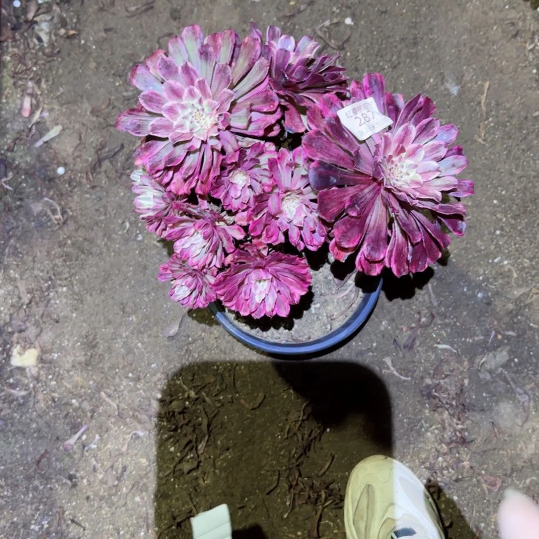 仙魔法师多肉287