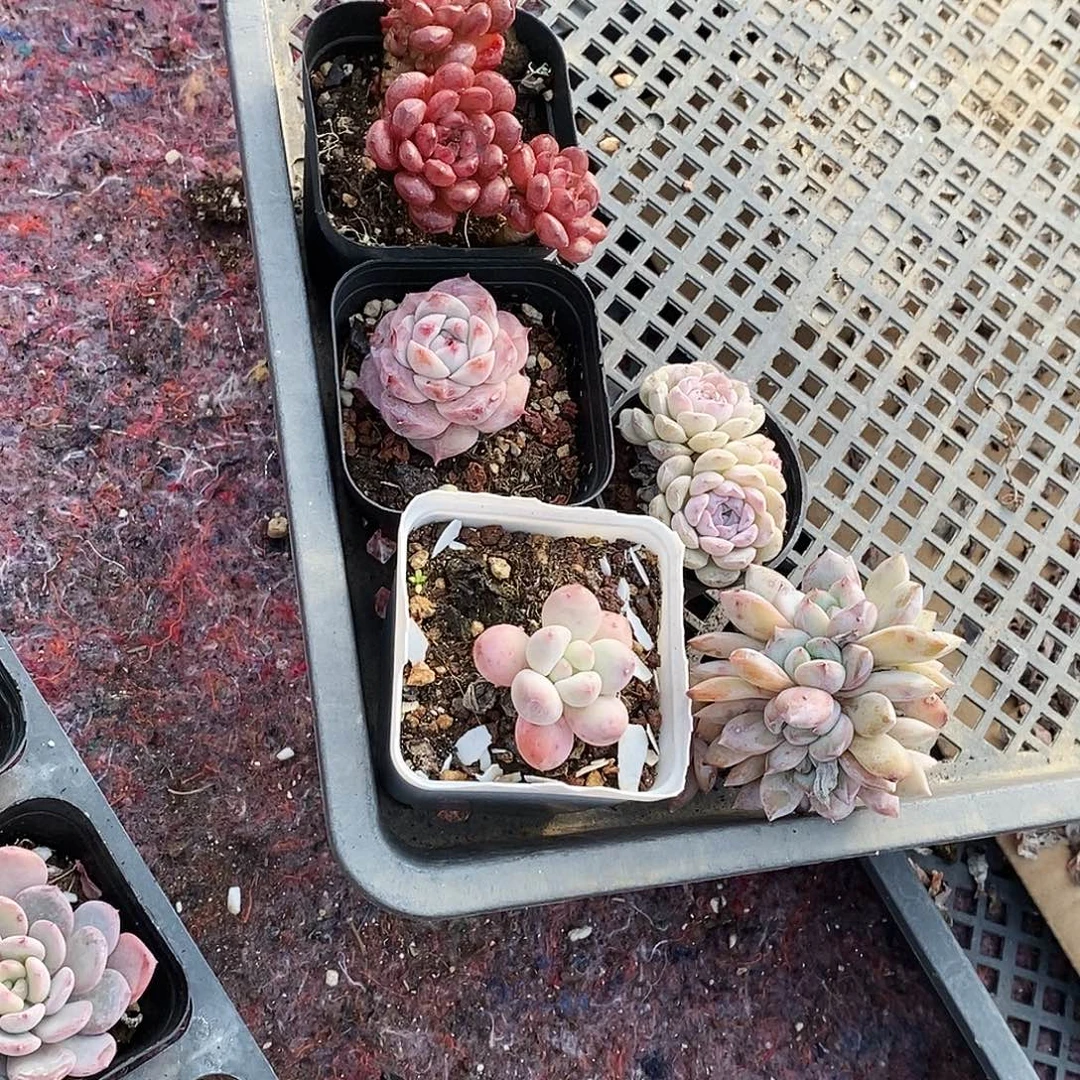 微***笑精品多肉一物一拍