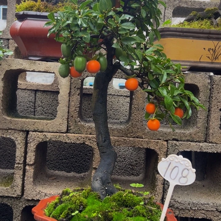 ＄***无花朵金弹子盆景一物一拍