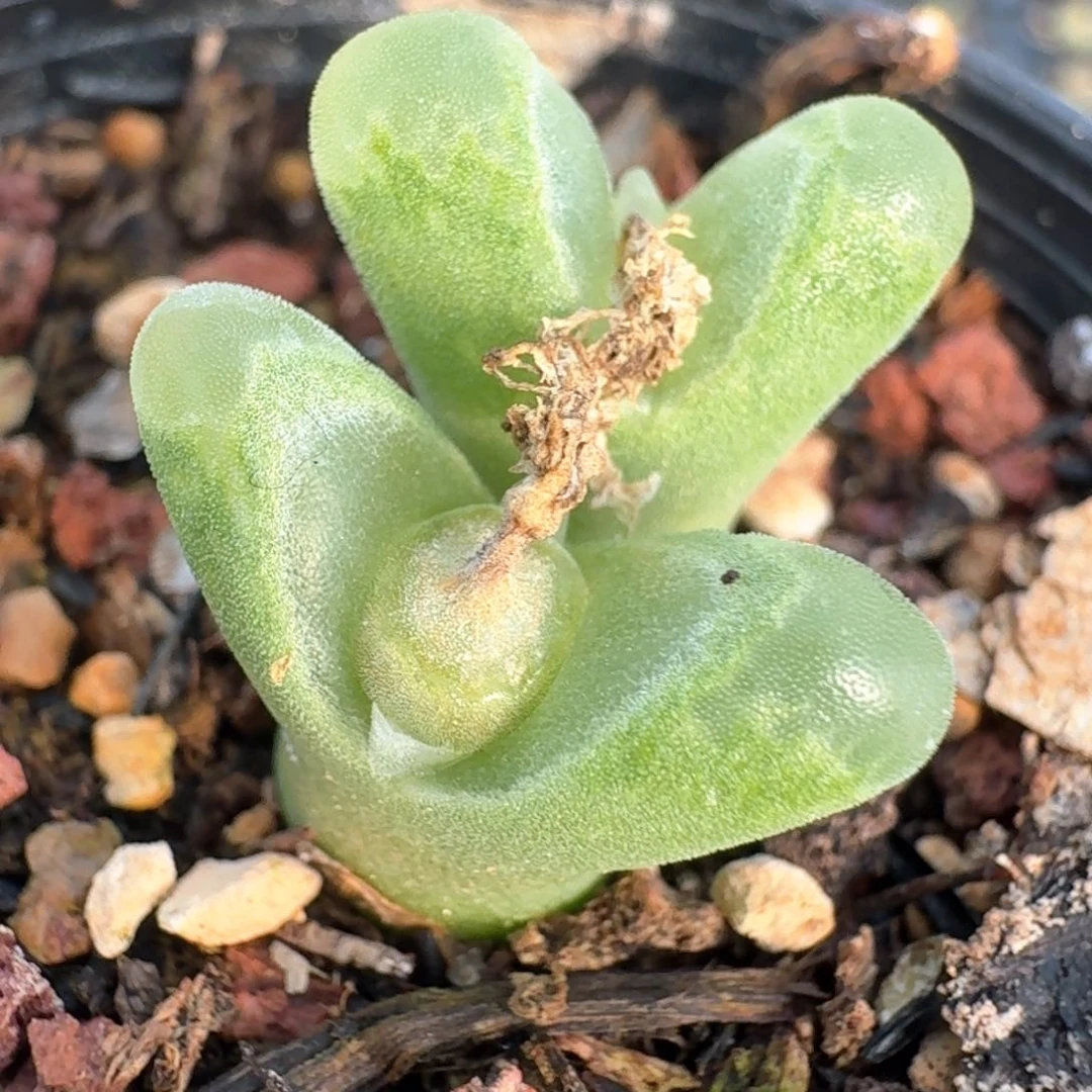 752带盆土发货冰风铃