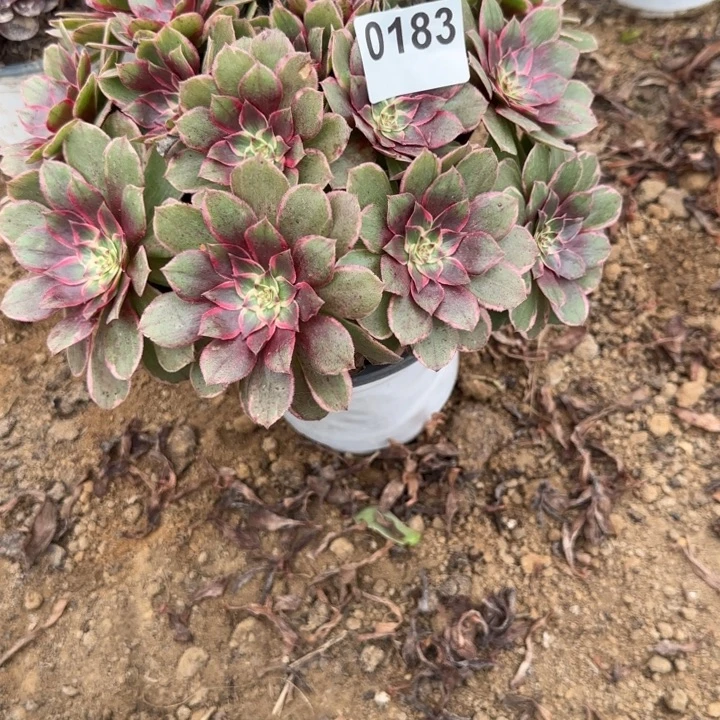 183莲花座清棚处理不包断枝