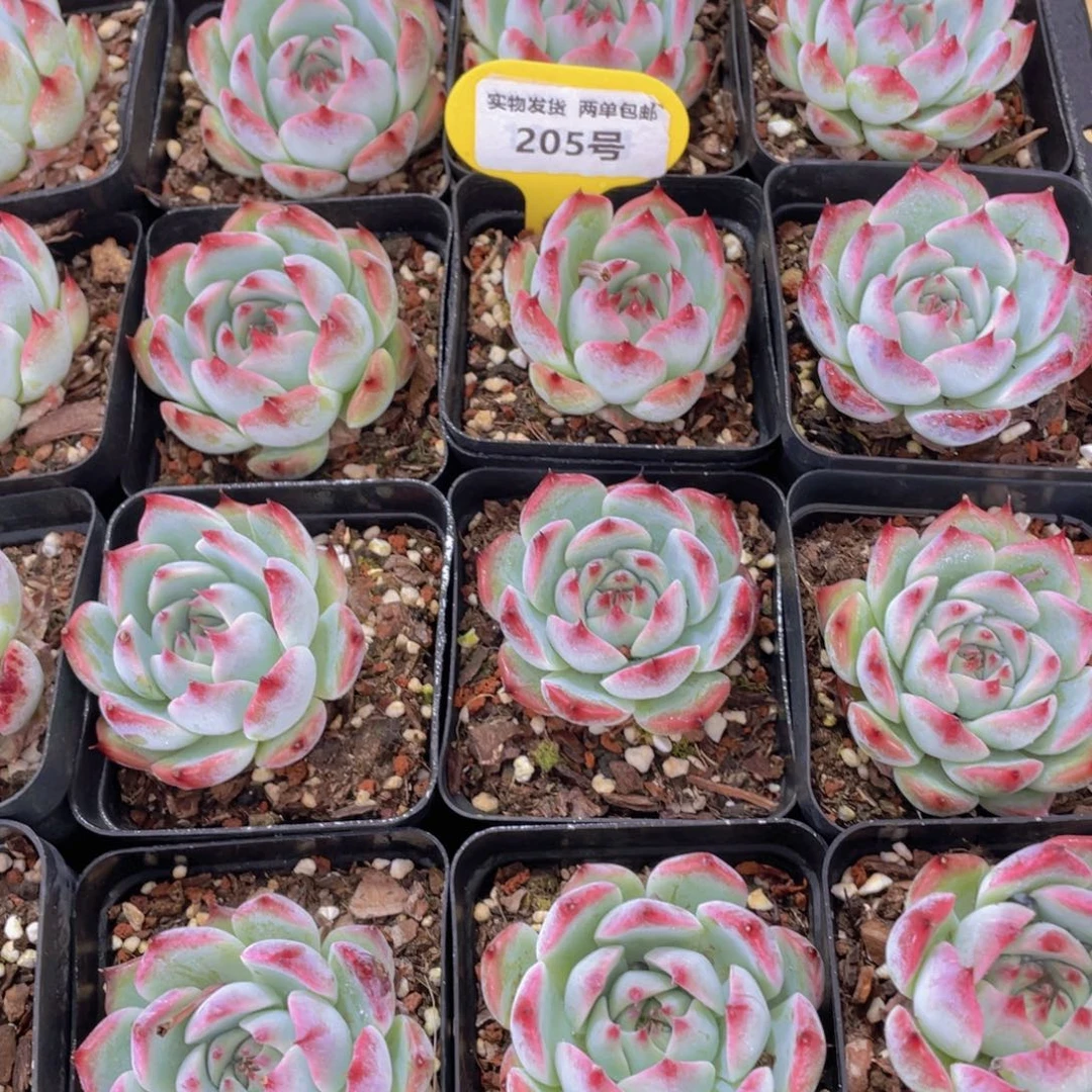 205号 水蜜桃吉娃娃单头一个