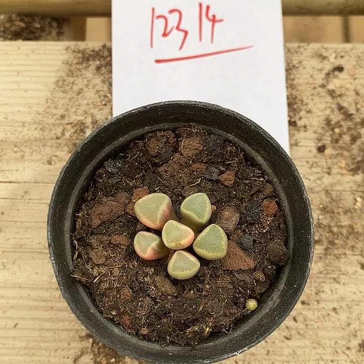 12314。  五十林锦。