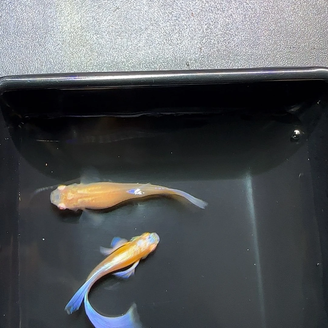 孔雀鱼紫白飞船一对，三个月