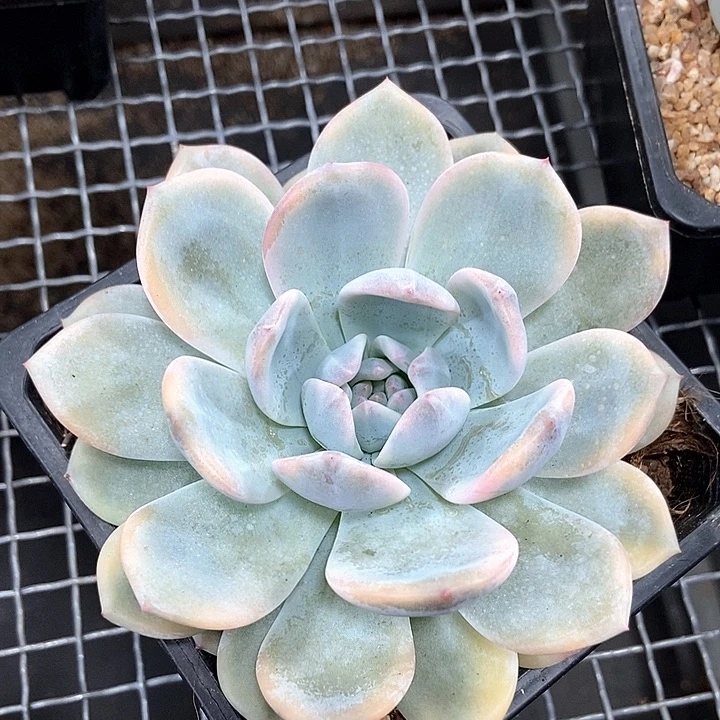 橙梦露锦多肉植物