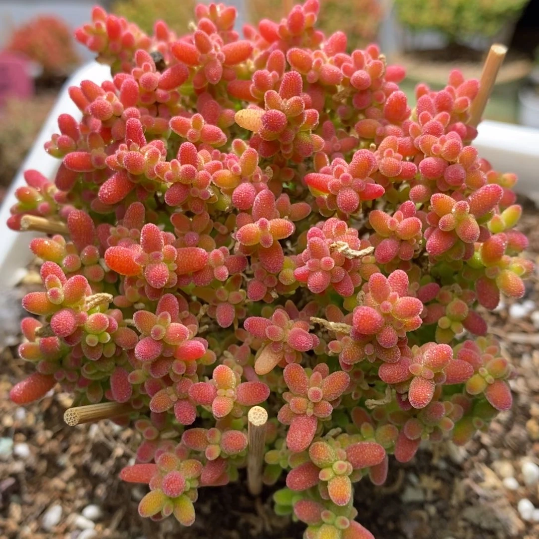 蜜桔糖球枝干番杏A507冠服7.5左右