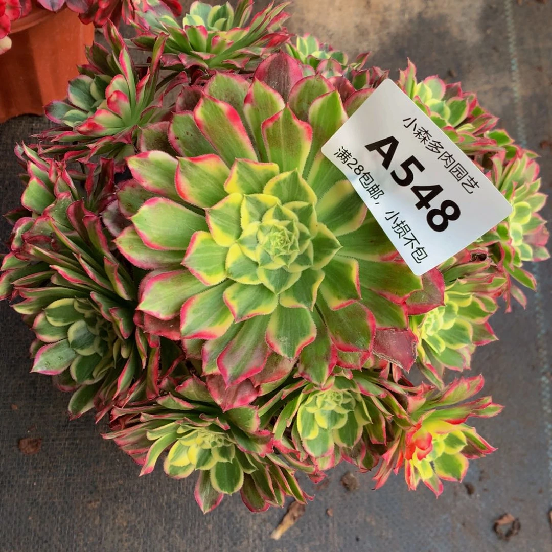 548天河888888888888