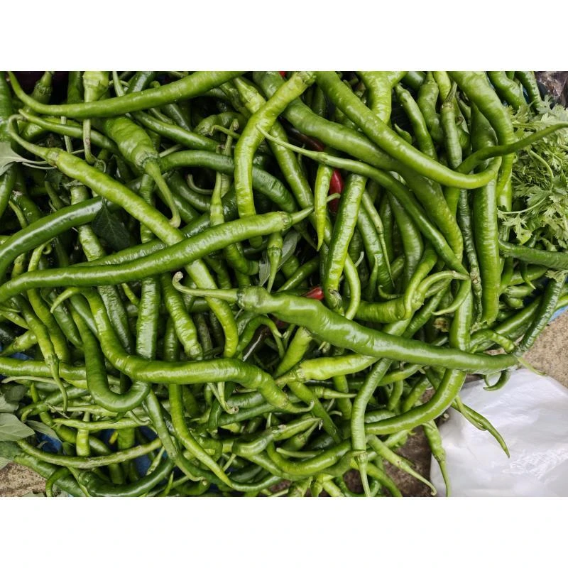 云南高原 青辣椒 火妹甄选