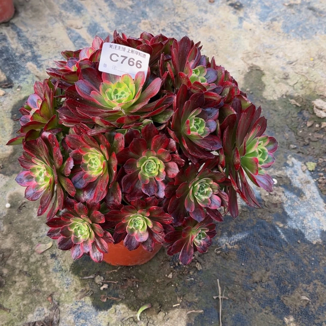 妞****y多肉植物766安娜