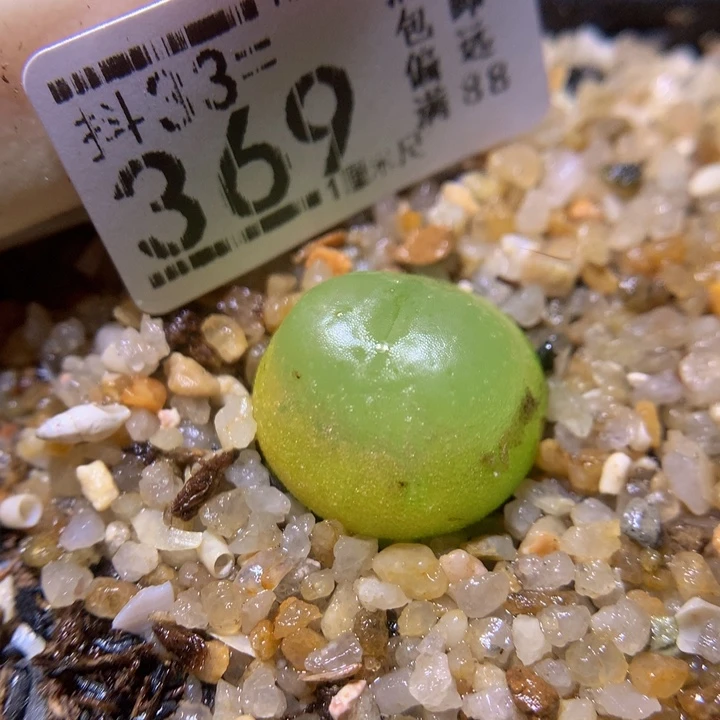 李**。精品生石花33.369
