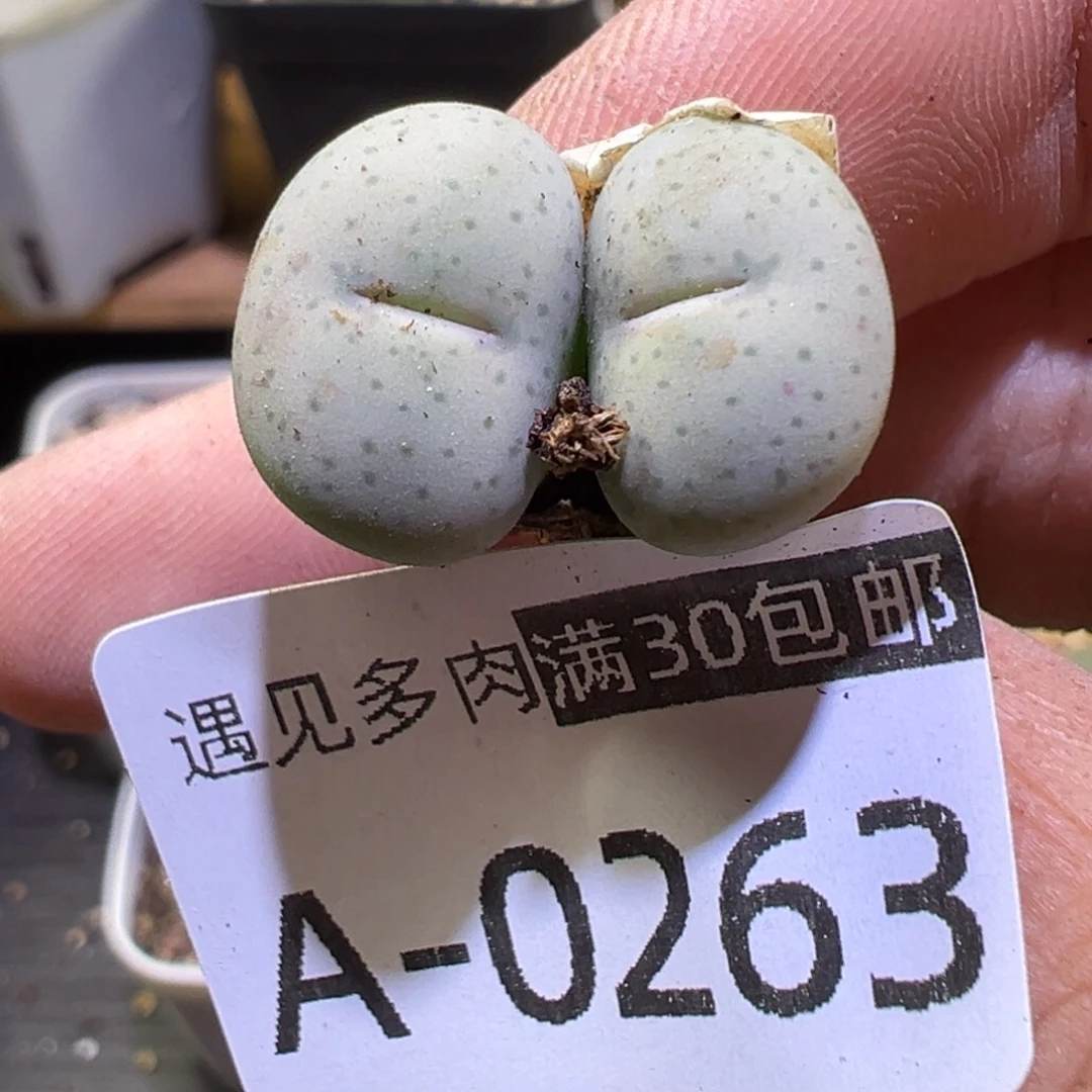 多肉植物111111111111111