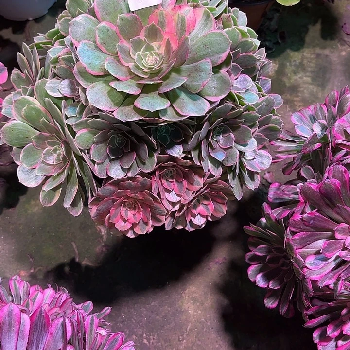 保***姨多肉植物花妖00842