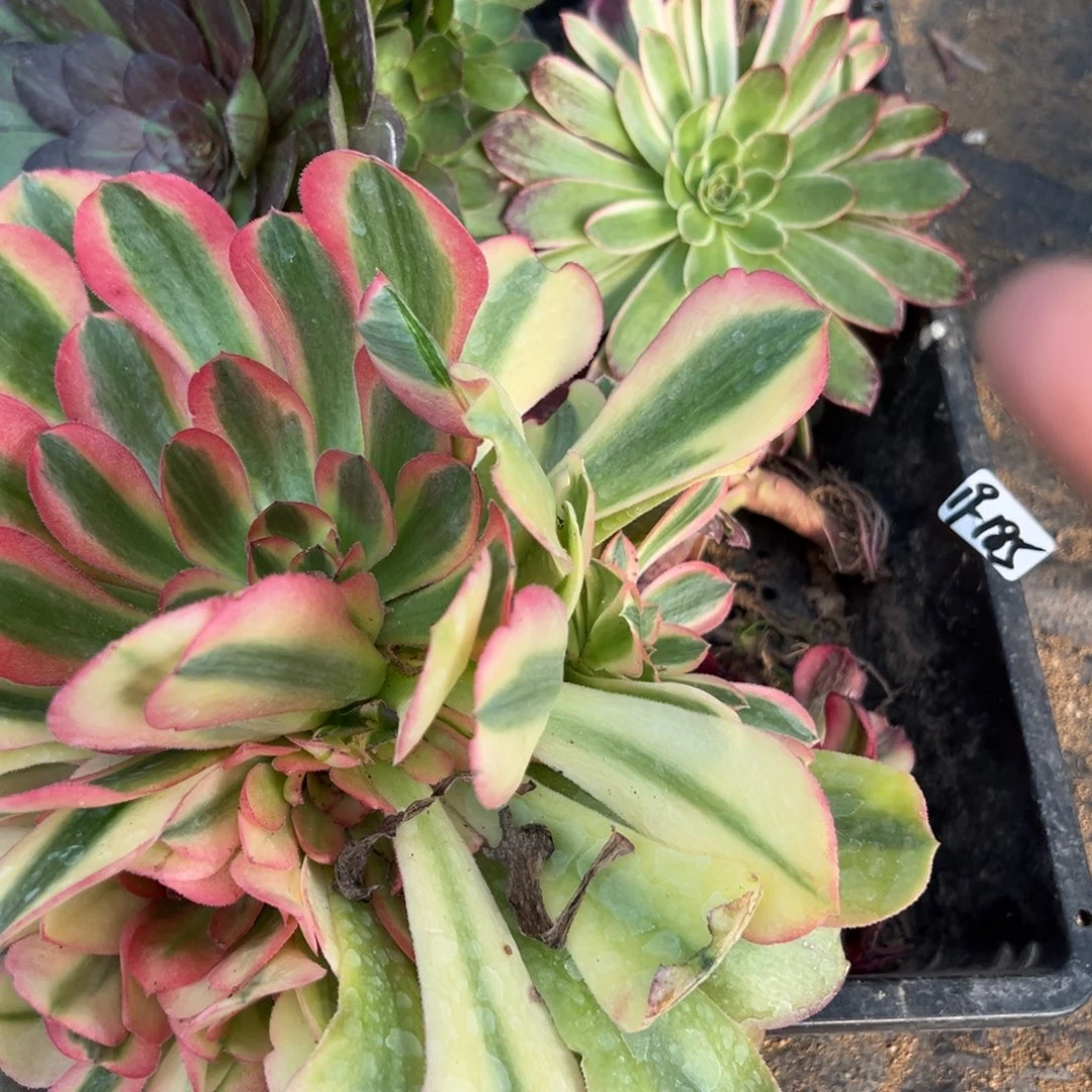 185筐多肉多肉多肉