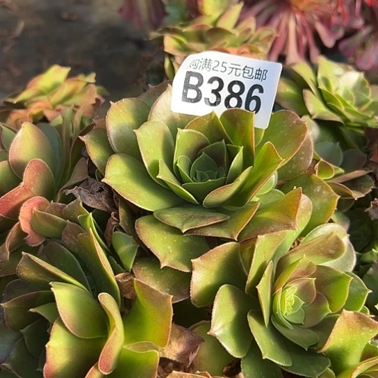 莽*儿多肉植物一个