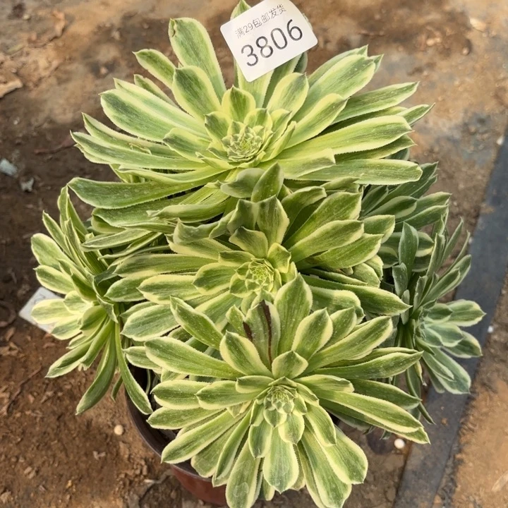 碧浪多肉法师3806