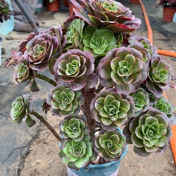 魅金玫瑰26高度33厘米