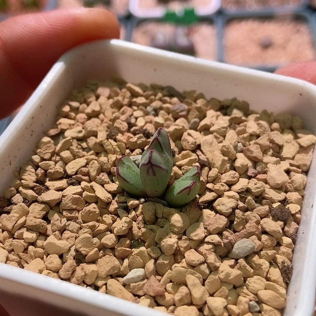 鹿角型猪蹄一颗特色个体三头